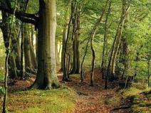 Prodej lesa, Želechovice nad Dřevnicí, 80507 m2