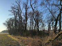 Prodej lesa, Mělnické Vtelno, 4269 m2