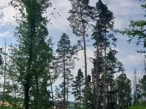 Prodej lesa, Bítovčice, 4158 m2