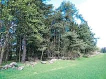 Prodej lesa, Nová Bystřice, 1069 m2