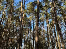 Prodej pozemku, Slabčice, 9236 m2