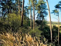 Prodej lesa, Dolní Vilémovice, 6622 m2