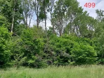 Prodej lesa, Častrov, 768 m2