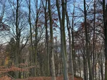 Prodej lesa, Ludmírov, 9585 m2