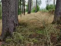 Prodej lesa, Nový Rychnov, 7440 m2