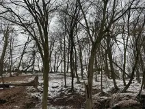 Prodej lesa, Vysoká, 5445 m2