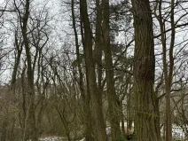 Prodej podílu lesa, Dolní Beřkovice, 1050 m2