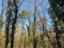 Prodej podílu lesa, Kolín, 877 m2