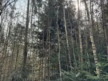Prodej lesa, Rájec, 5476 m2