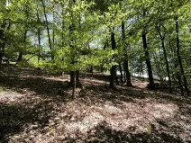 Prodej lesa, Lesnice, 1410 m2