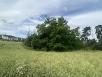 Prodej lesa, Slavičky - Pozďátky, 560 m2