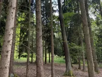 Prodej lesa, Hradiště, 4597 m2