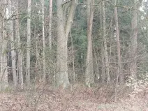 Prodej lesa, Hvozdec, 4099 m2