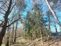Prodej lesa, Čáslavsko, 1097 m2