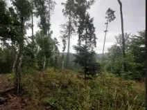Prodej lesa, Pelhřimov, 14638 m2