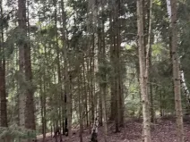 Prodej rybníku, Vráž, 3145 m2