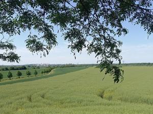 Prodej zemědělské půdy, Čestlice, Říčanská, 3118 m2