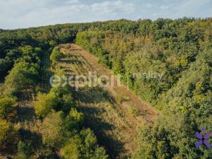 Prodej zemědělské půdy, Kobylí, 3496 m2