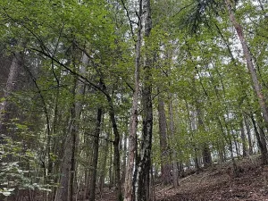 Prodej pozemku, Slavče, 13051 m2