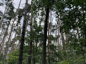 Prodej podílu lesa, Břehy, 7707 m2