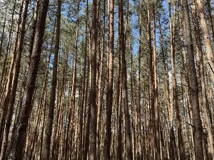 Prodej lesa, Náměšť nad Oslavou, 32927 m2