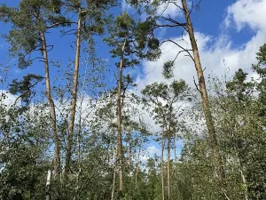 Prodej lesa, Svatý Mikuláš, 11652 m2