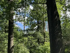 Prodej lesa, Náměšť nad Oslavou, 2946 m2