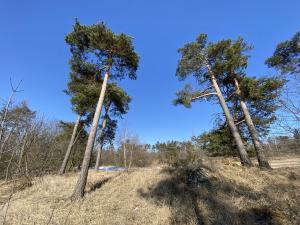 Prodej lesa, Klučov, 917 m2