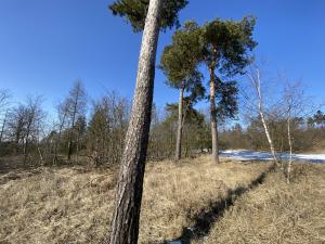 Prodej lesa, Klučov, 917 m2