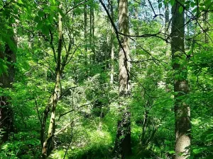 Prodej lesa, Orlová, Větrná, 2329 m2
