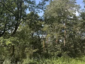 Prodej podílu lesa, Pardubice, 4656 m2