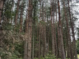Prodej lesa, Křenovice, 5088 m2