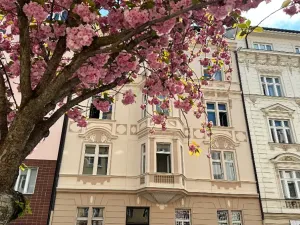 Pronájem bytu 2+1, Praha - Vinohrady, Přemyslovská, 78 m2