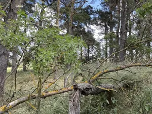 Prodej pozemku, Toužim, 3798 m2