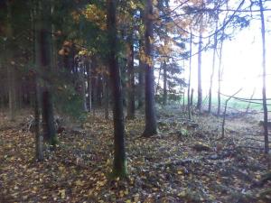Prodej lesa, Římov - Dolní Stropnice, 32512 m2