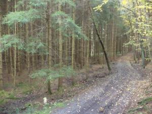 Prodej lesa, Římov - Dolní Stropnice, 32512 m2