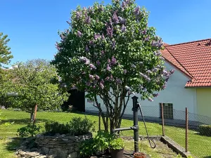 Prodej chalupy, Dolní Třebonín, 114 m2