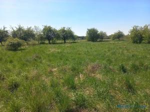 Prodej komerčního pozemku, Česká Skalice, U Topolů, 3700 m2