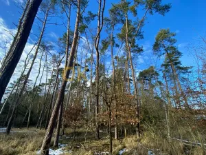 Dražba lesa, Všehrdy, 3720 m2