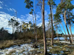 Dražba lesa, Všehrdy, 3720 m2