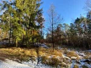 Dražba lesa, Všehrdy, 3720 m2