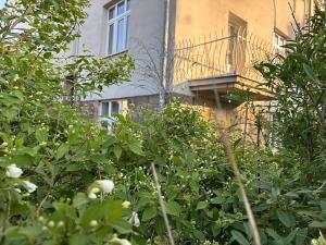 Pronájem bytu 1+kk, Brno, Havlíčkova, 38 m2