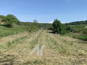 Prodej sadu/vinice, Křepice, 2199 m2