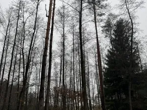 Prodej pozemku, Veliny, 16991 m2