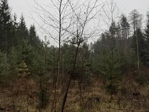 Prodej pozemku, Veliny, 16991 m2