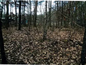 Prodej pozemku, Horní Jelení, 2133 m2