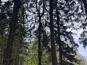 Prodej lesa, Mladý Smolivec, 1235 m2