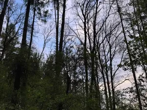 Prodej lesa, Přeštěnice, 4298 m2