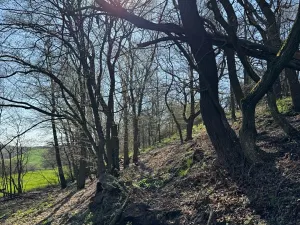Prodej pozemku, Jevišovice, 7710 m2