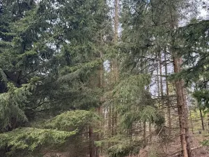 Prodej lesa, Dehtáře, 34777 m2